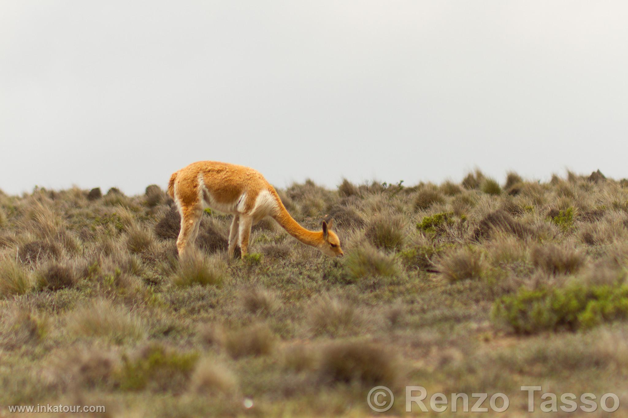 Photo of Peru