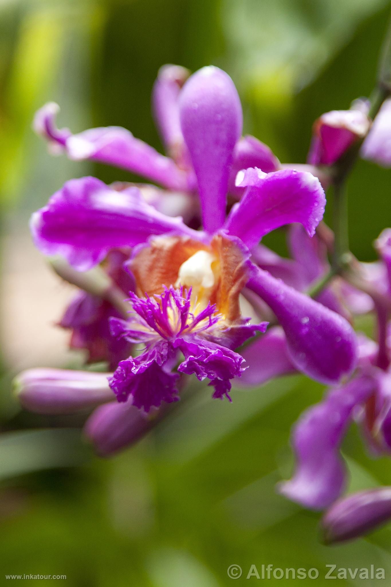 Orchid in Machu Picchu