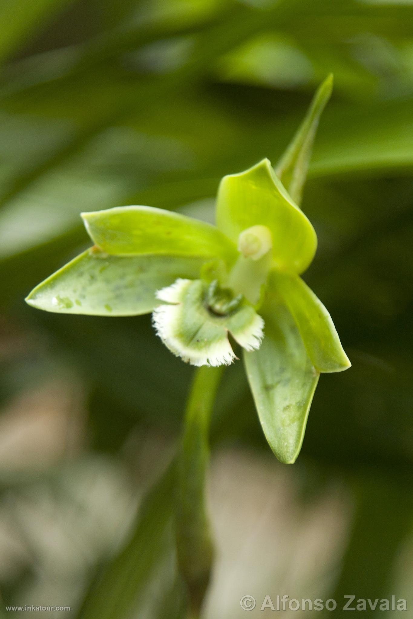 Orchid in Machu Picchu