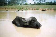 Buffalo Breeding in Genaro Herrera