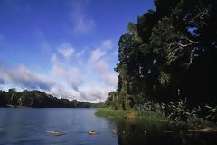 Amazonian forest