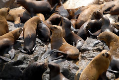 Palomino Islands, Callao