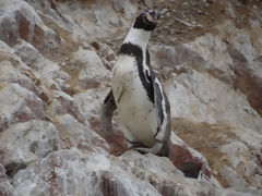 Ballestas, Paracas