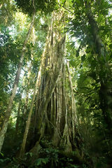 Tree in the Manu National Park