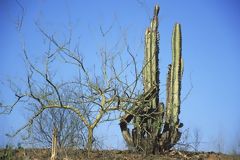 Desert landscape