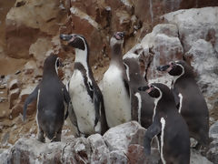 Ballestas, Paracas