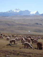 Alpaca Breeding