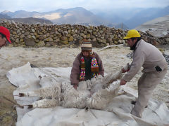 Alpaca Breeding