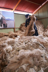 Alpaca Fiber Selection