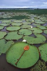 Victoria Regia Samples