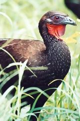 White-Winged Guan