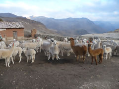 Alpaca Breeding