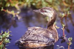 Diving Grebe