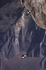 Condors in Colca Valley