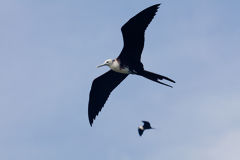 Frigate Bird in the Tumbes Mangroves