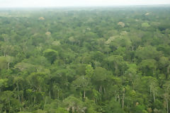 Trees in the Manu National Park