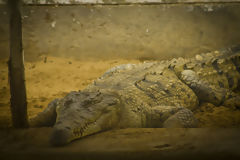 Tumbes Crocodile