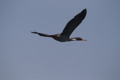 Red-legged Cormorant on Asia Island