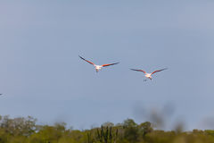 Flamingos in the Tumbes Mangroves