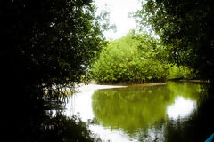 Puerto Pizarro Mangroves