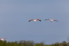 Flamingos in the Tumbes Mangroves