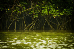 Puerto Pizarro Mangroves