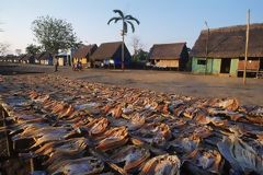 Fish Drying in Puinahua, Requena