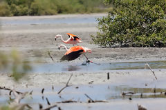 Flamingos in the Tumbes Mangroves