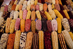 Varieties of Corn