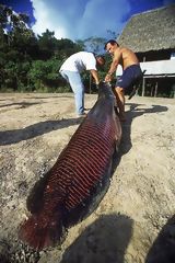 Paiche Fishing