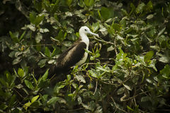 Puerto Pizarro Mangroves