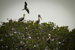 Puerto Pizarro Mangroves