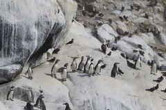 Humboldt Penguins on Asia Island