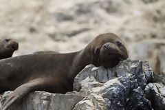 Sea Lions on Asia Island