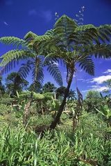 Tree Fern