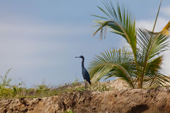 Heron of Tumbes