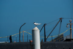 Sandwich Tern in Callao