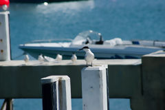 Sandwich Tern in Callao