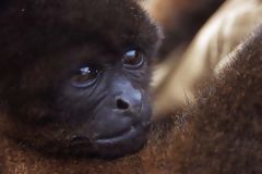 Woolly Monkey