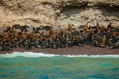 Sea Lions