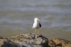 Seagull at Lagunillas Beach