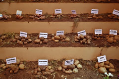 Varieties of Potatoes