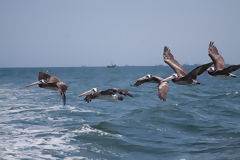 Pelicans in Paracas National Reserve