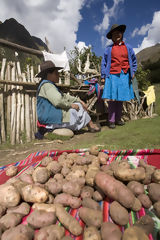 Potato Harvest