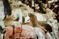 Sea Lions