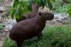 Capybara