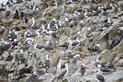 Peruvian Boobies in Paracas National Reserve