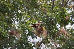 Russet-Backed Oropendola