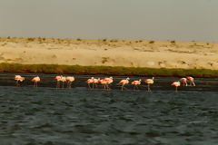 Flamingos