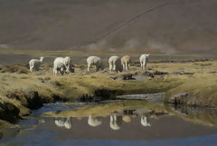 Alpacas